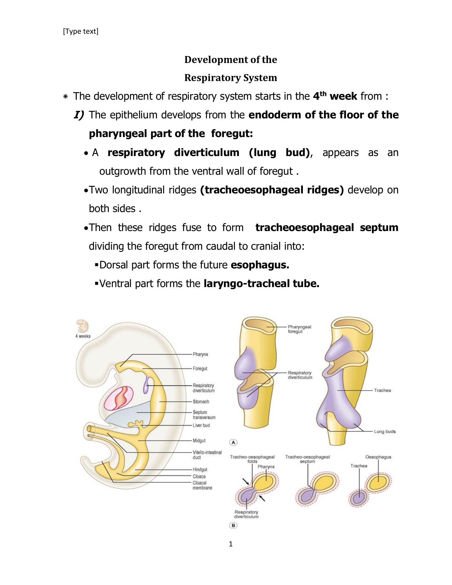 Embryology Of Respiratory System Doc DocDroid