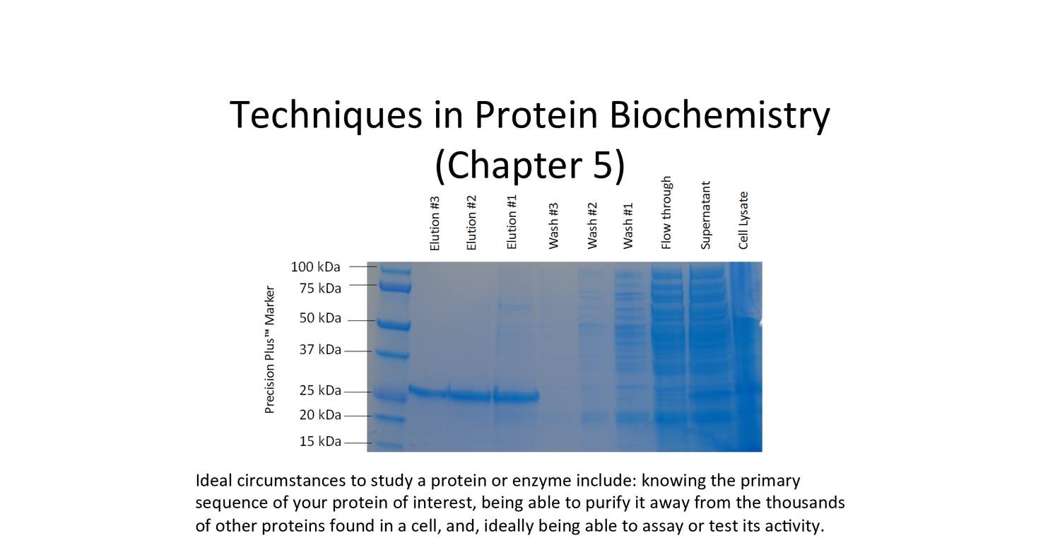 Protein Biochemistry Techniques Pdf Docdroid