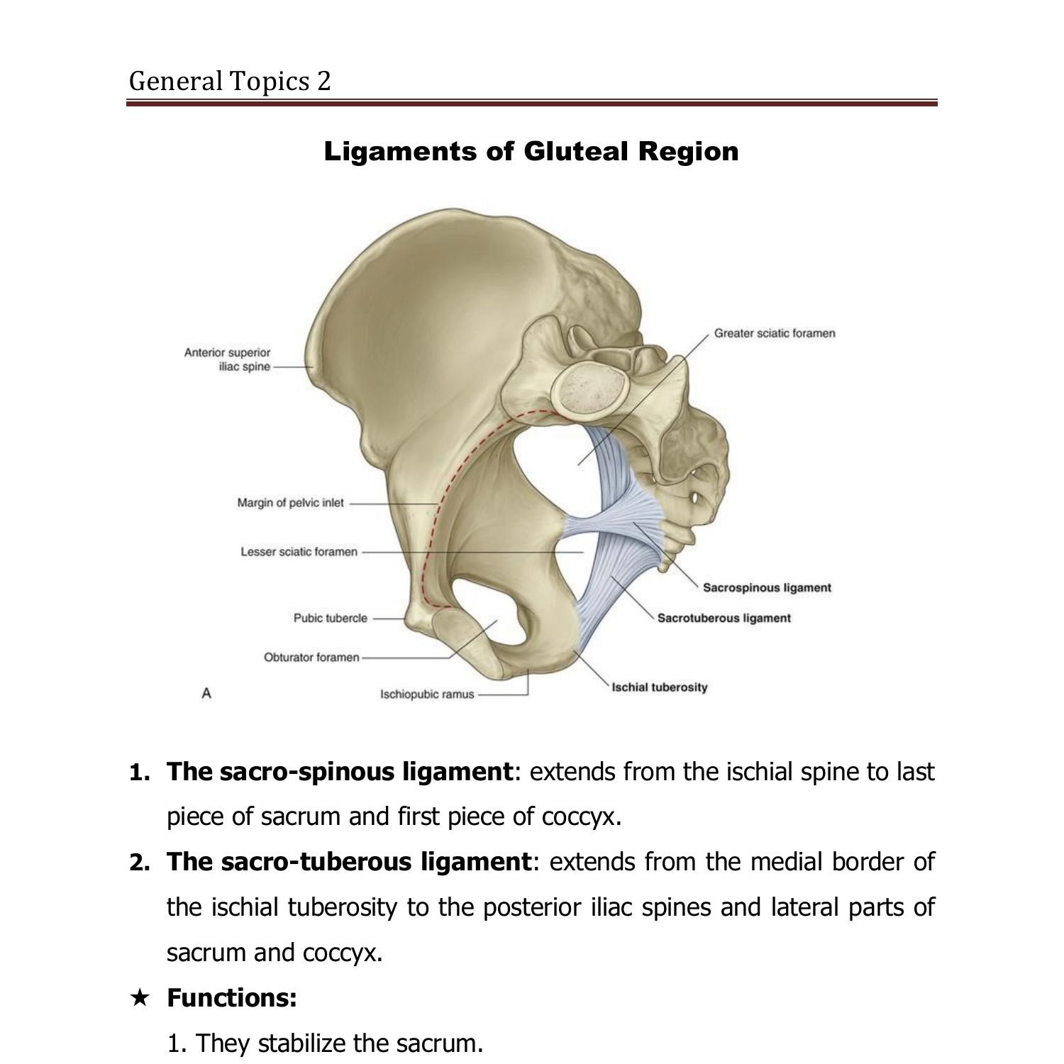 Anatomy General Topics Lower Limb 2 2022 Doc DocDroid