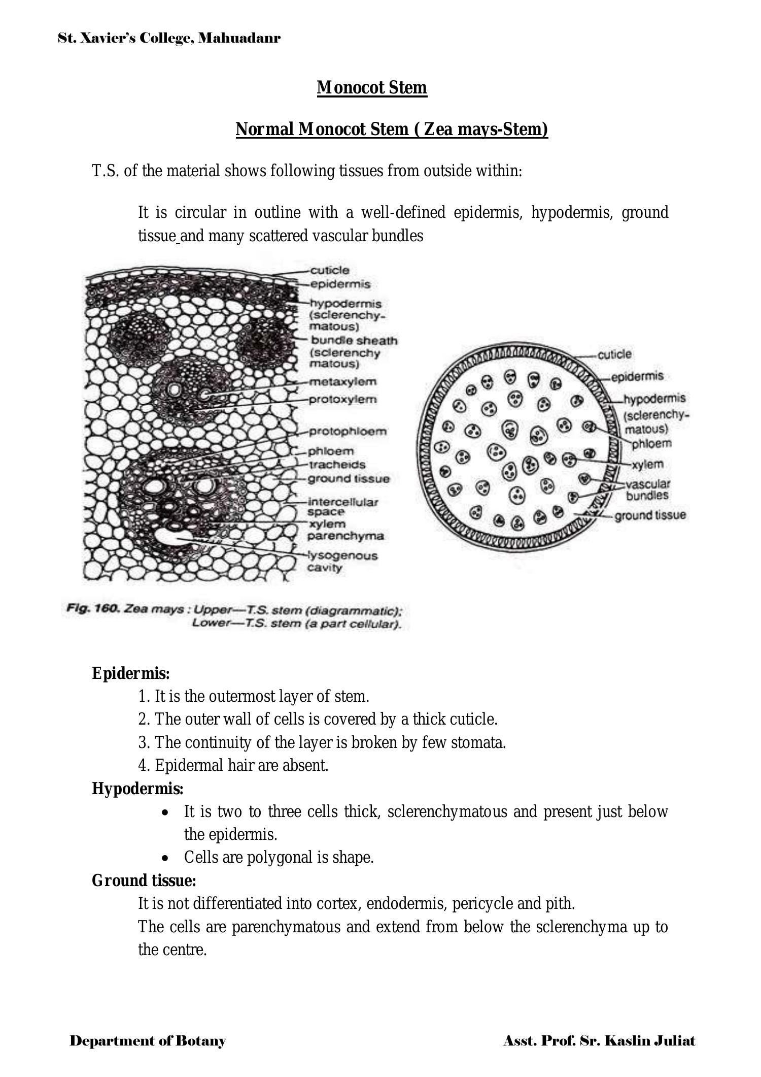 Monocot Stem.pdf | DocDroid