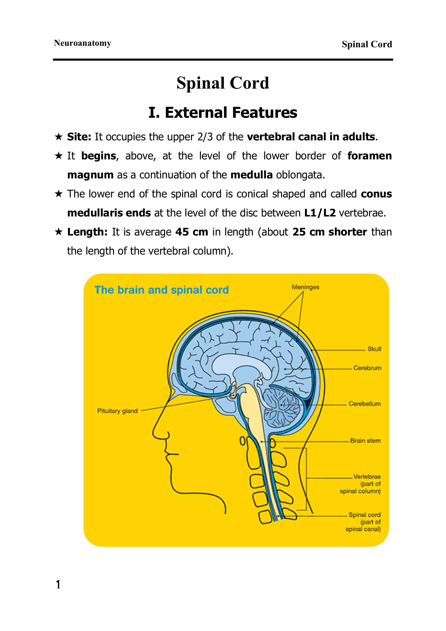 map therapy spinal cord injury        
        <figure class=