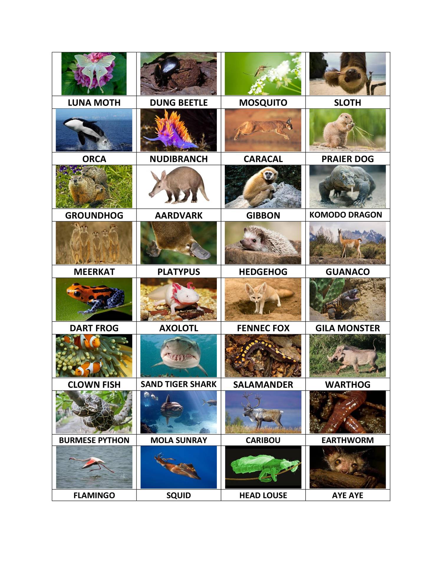 Animal List for Final Web & PowerPoint.pdf | DocDroid