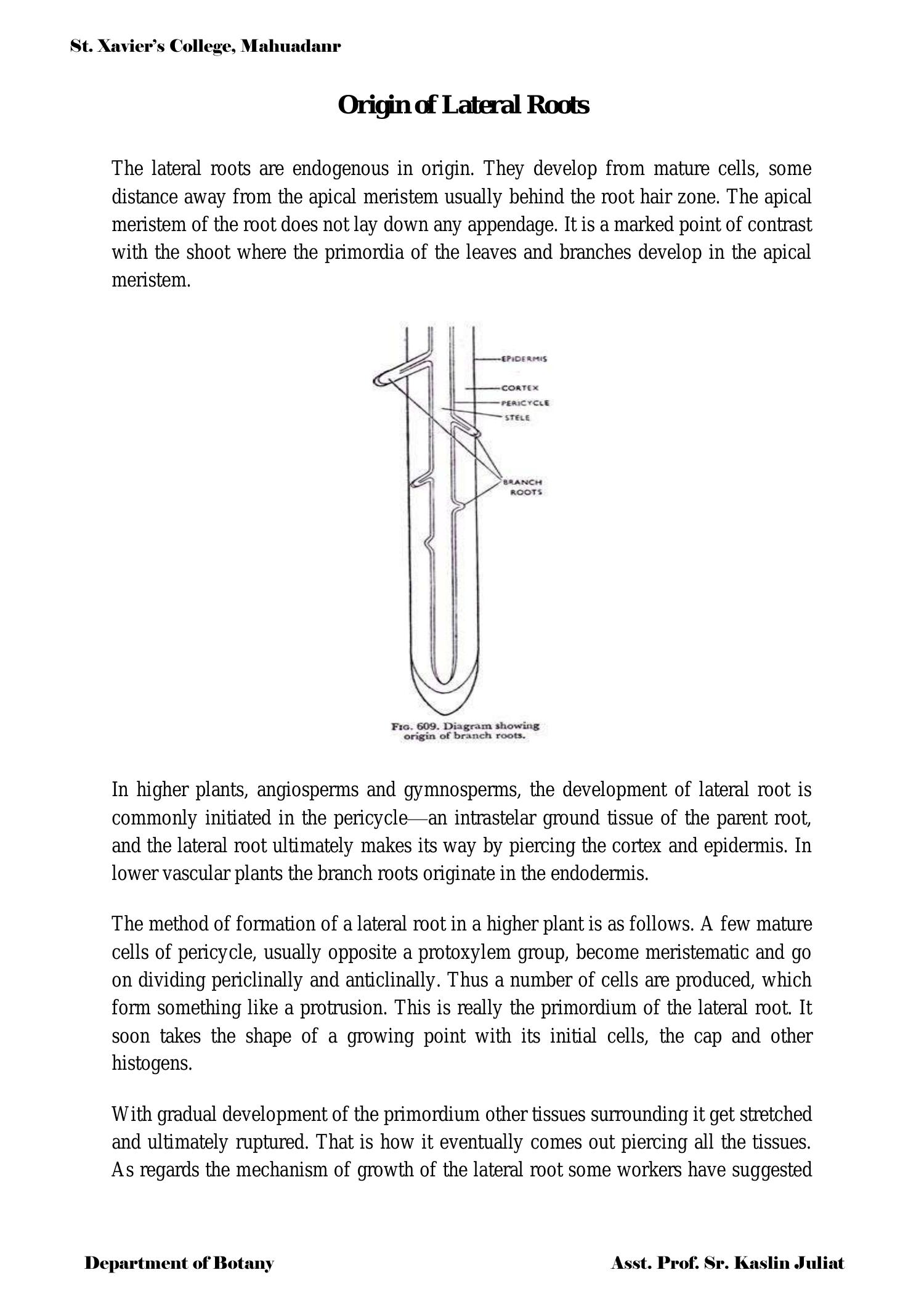 origin-of-lateral-roots-pdf-docdroid