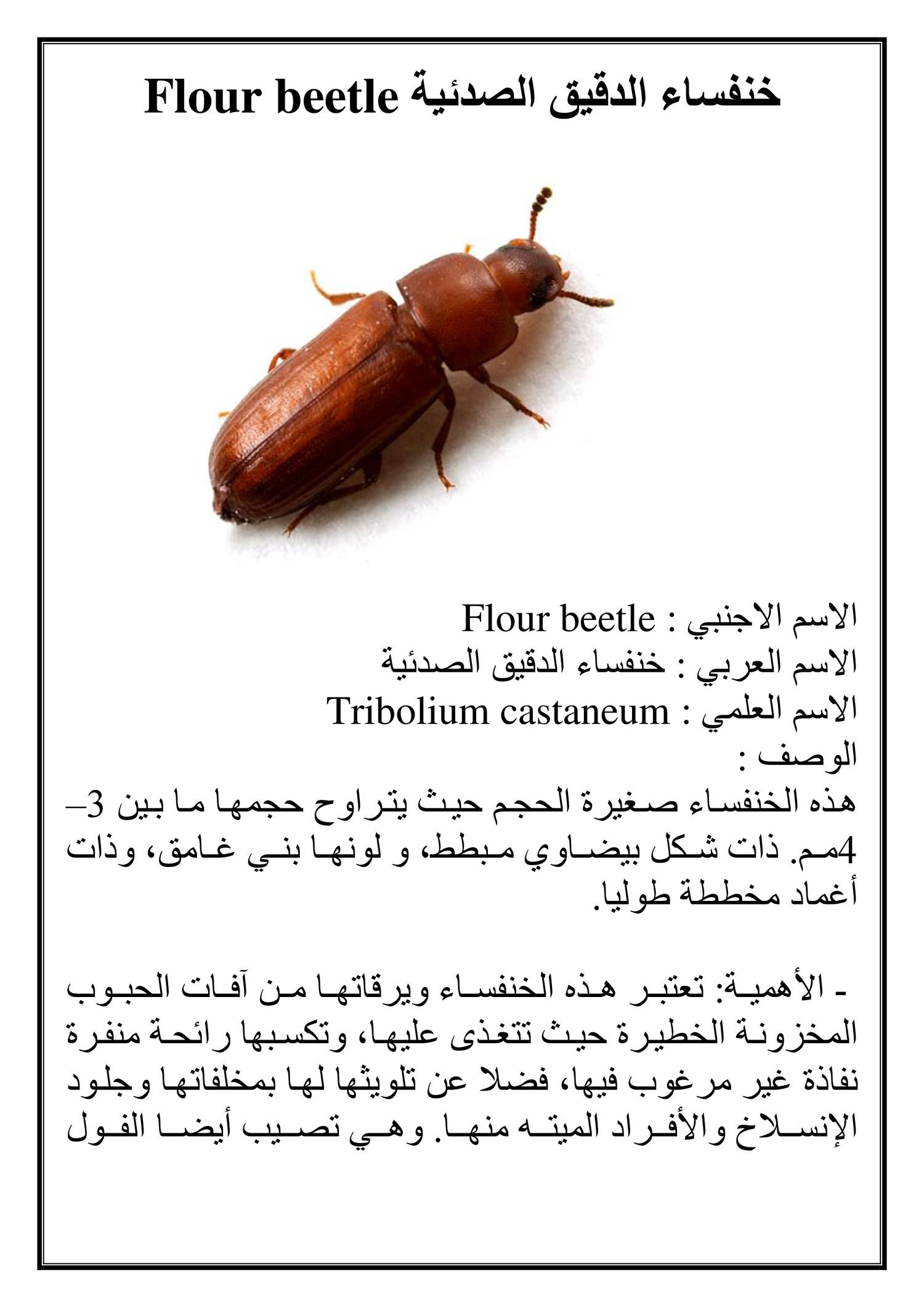 خنفساء الدقيق الصدئية Flour beetle.doc | DocDroid