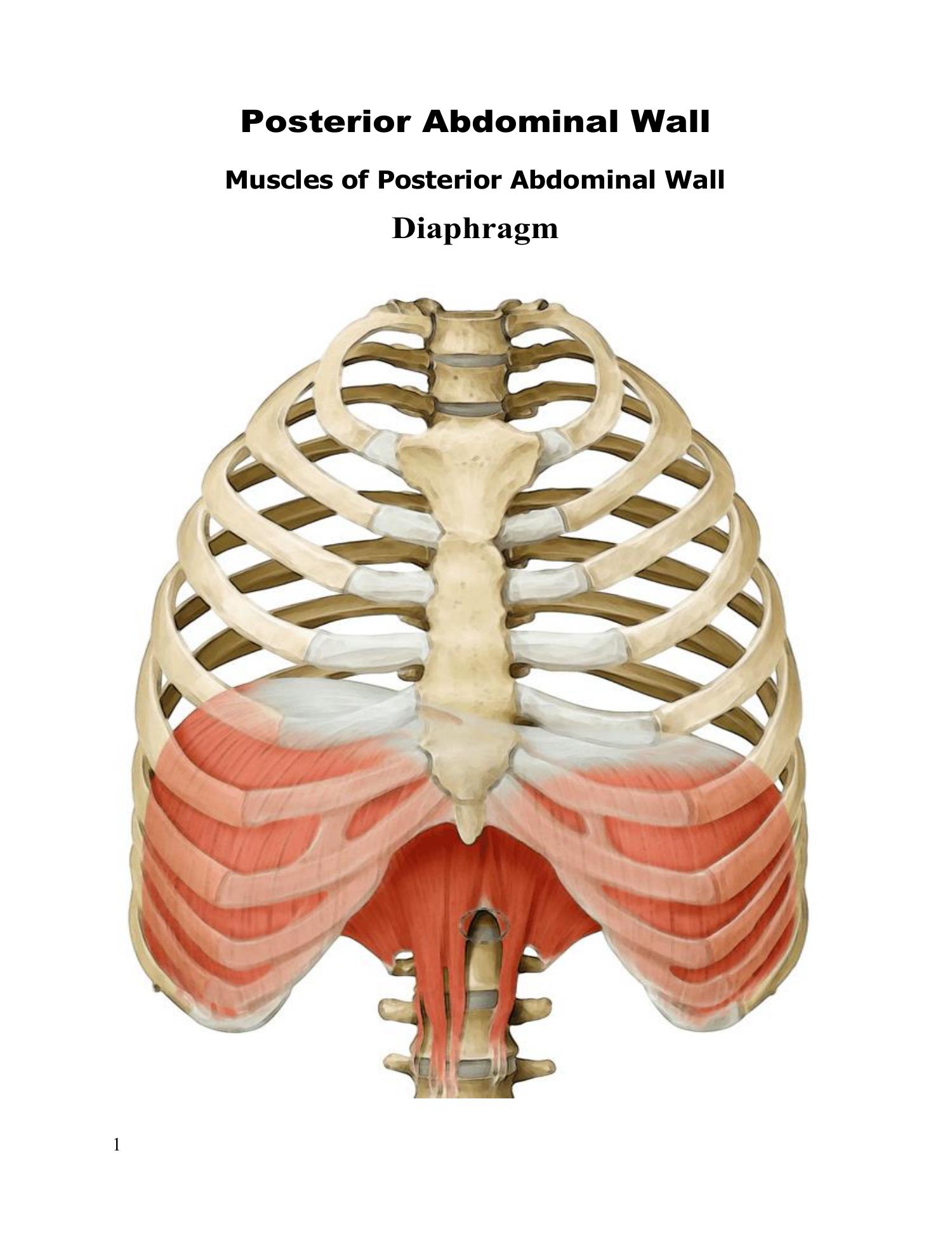 anatomy-posterior-abdominal-wall-2023-doc-docdroid