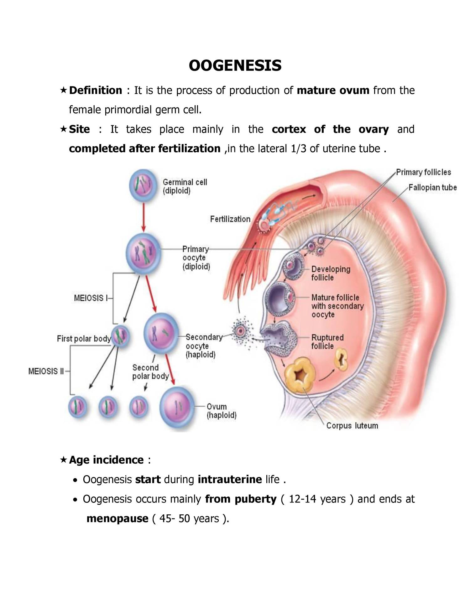 General Embryo Oogenesisdoc Docdroid 8815