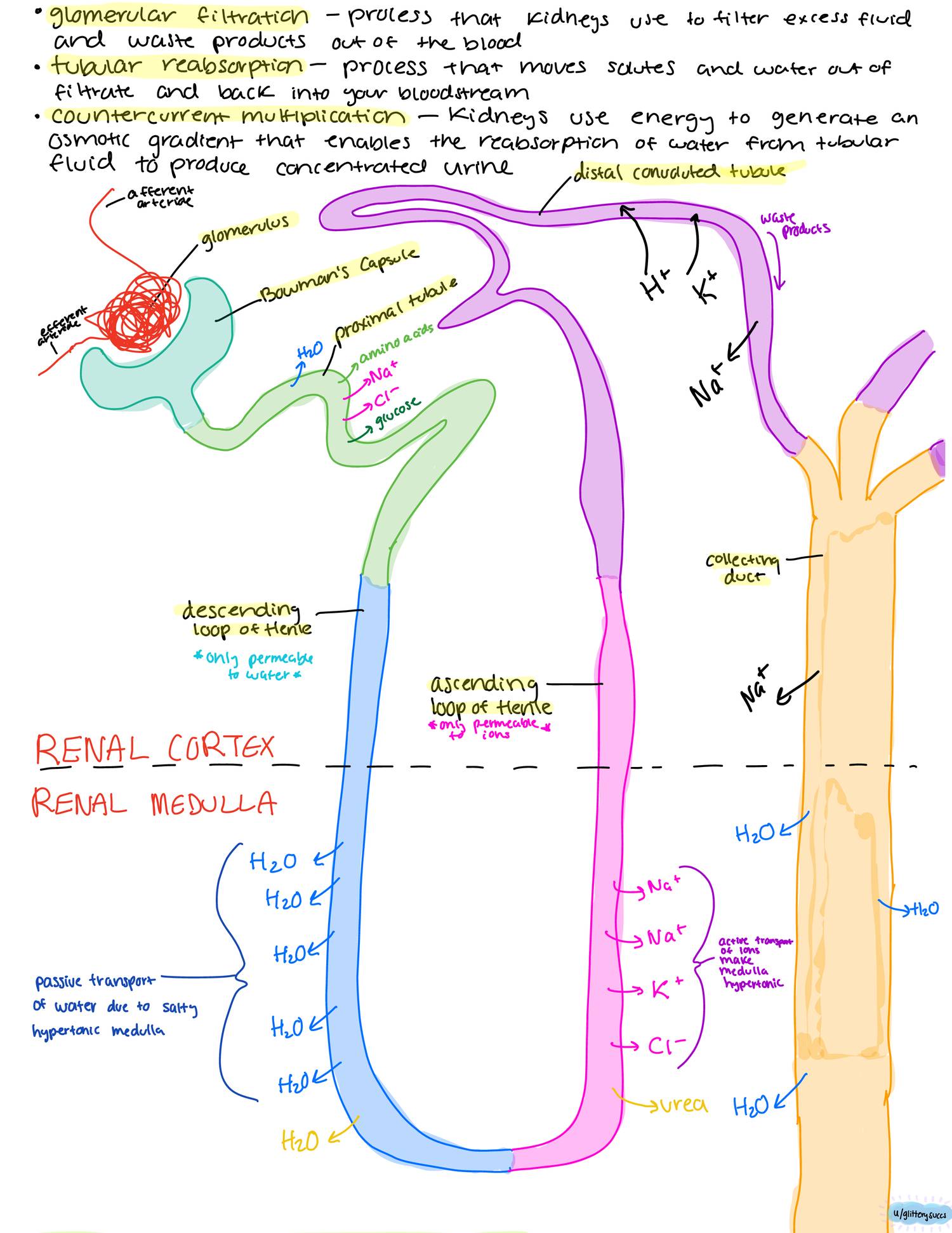 ankiapp mcat reddit