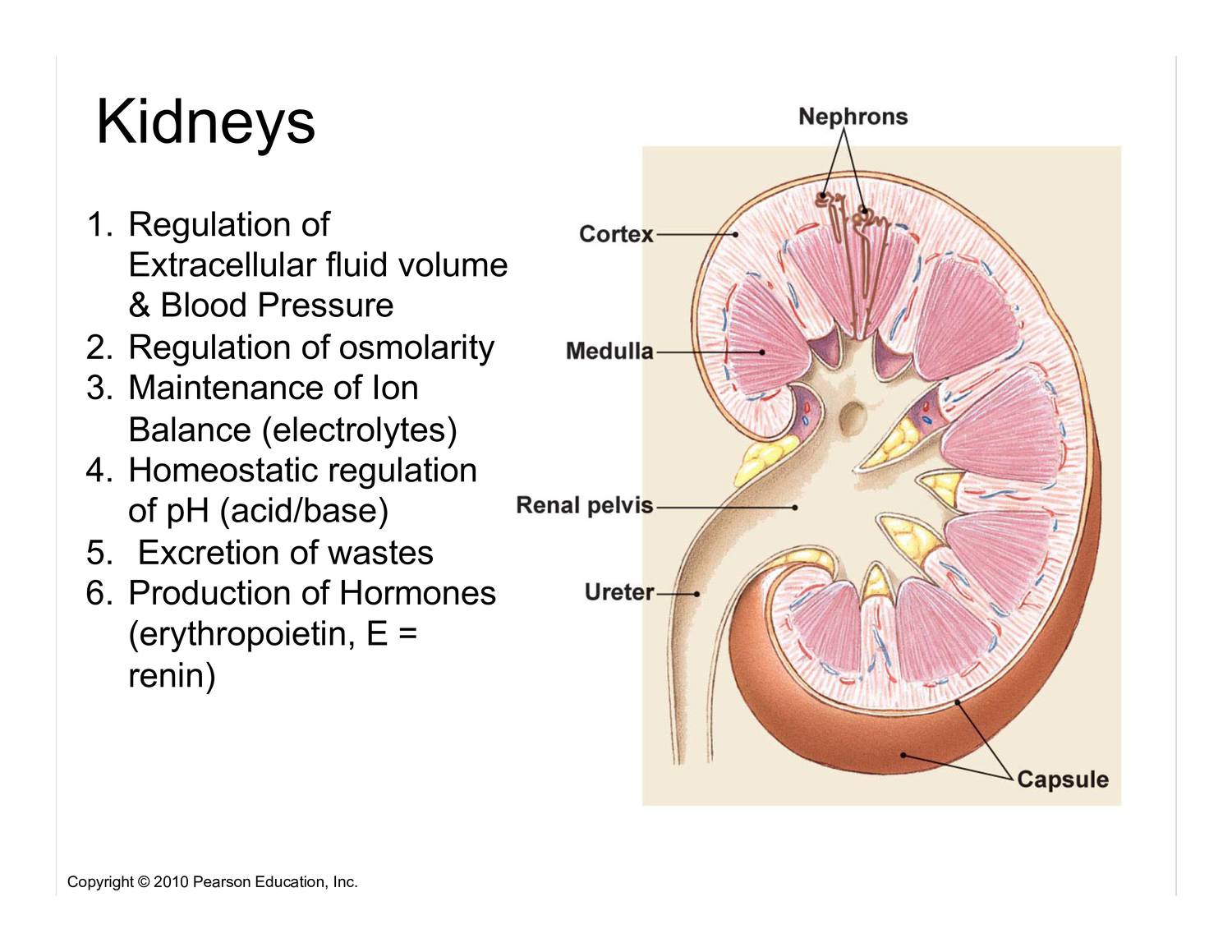 4BBY1060 - L19: Kidney Function III: Control of Blood Volume Flashcards