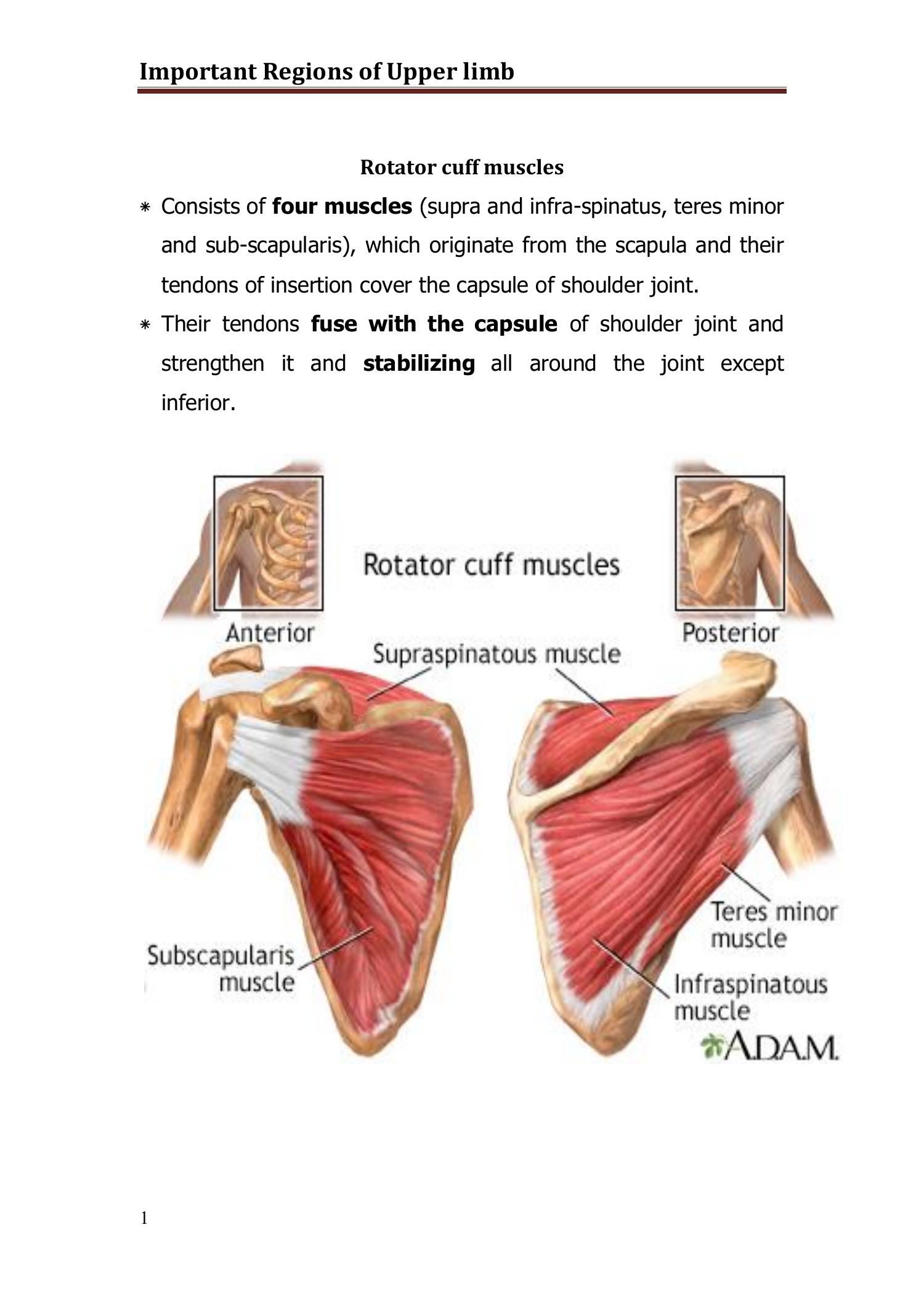 Anatomy General Topics UL.doc | DocDroid