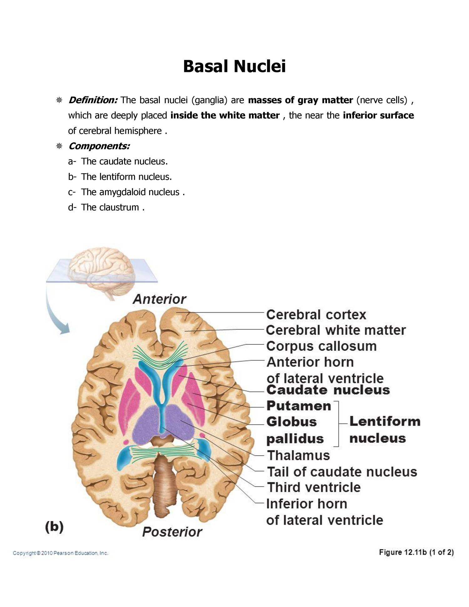 Basal Ganglia Axial Anatomy