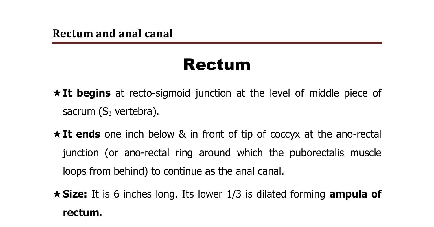 Anatomy Rectum And Anal Canal 2022doc Docdroid 2202