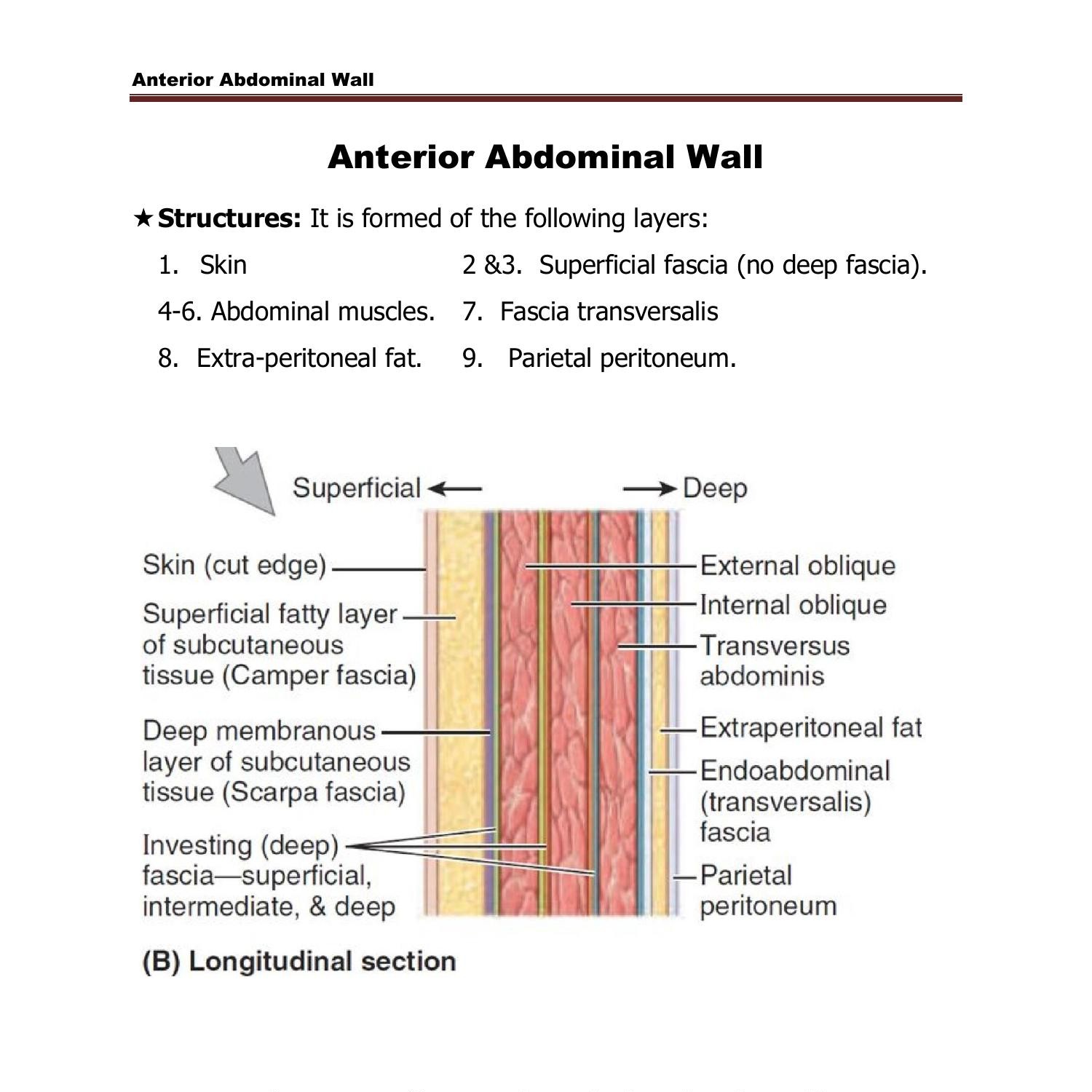 anatomy-ant-abdominal-wall-2022-docx-docdroid