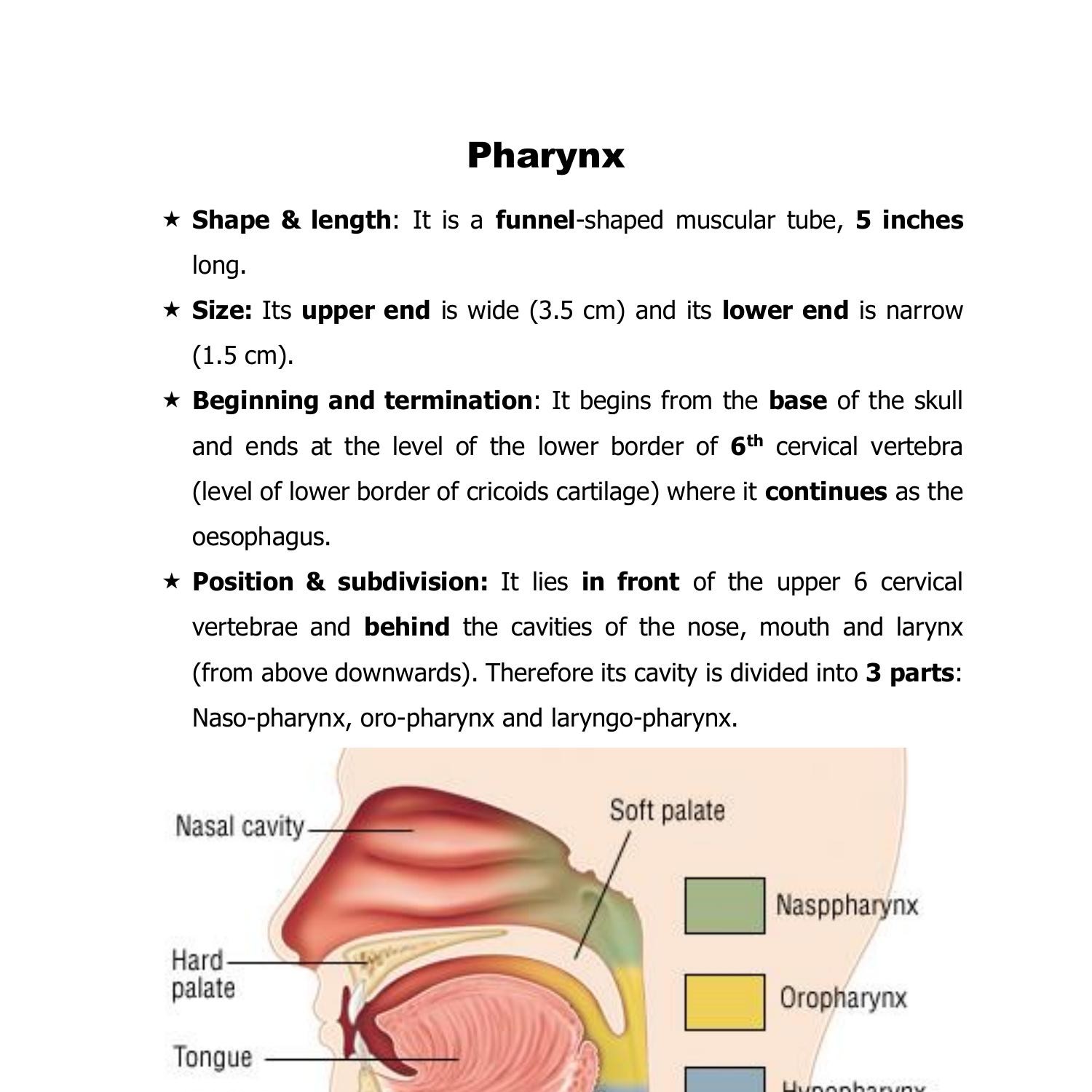 Anatom pharynx.doc | DocDroid