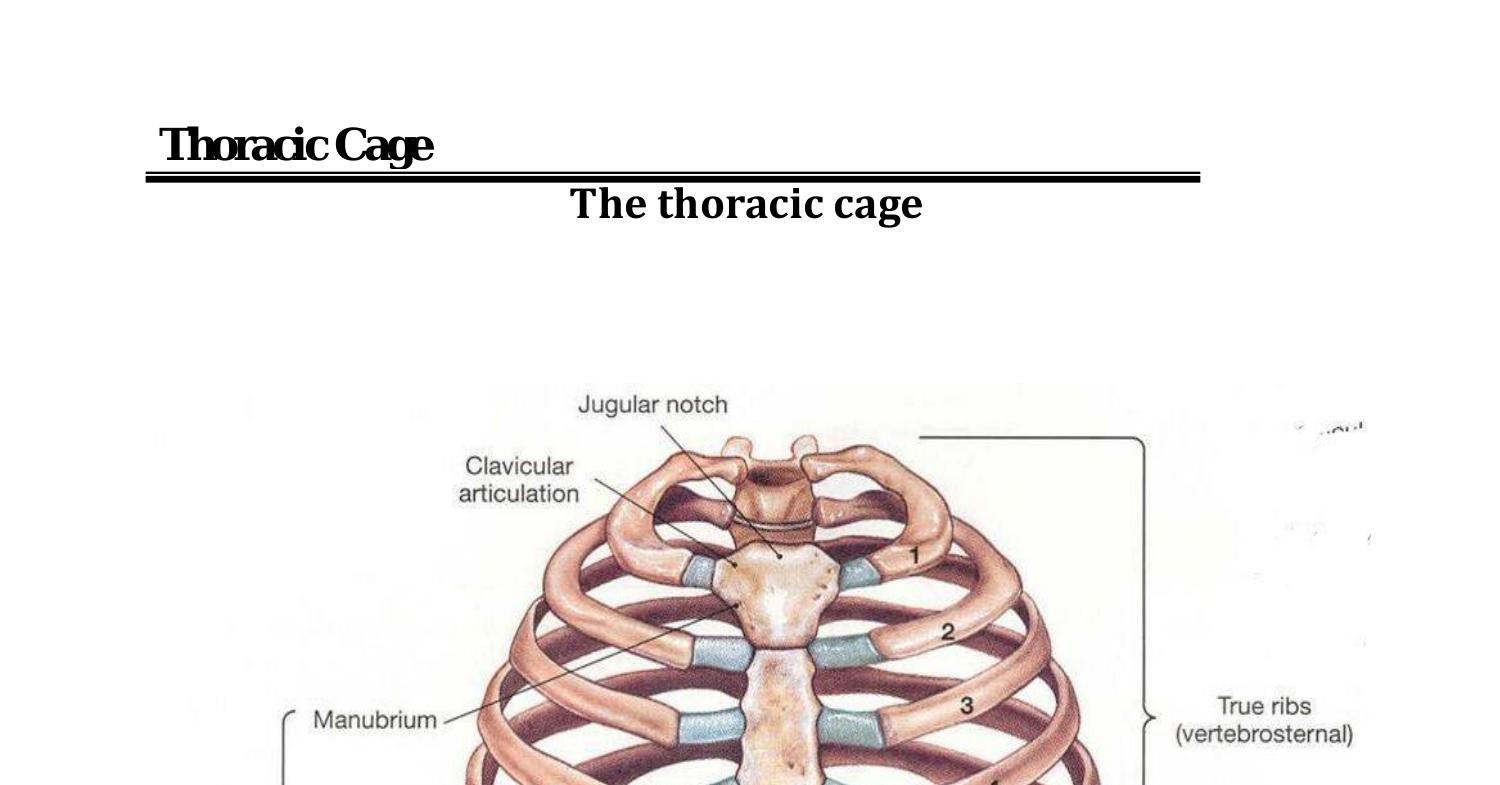 The Thoracic Cage.doc 