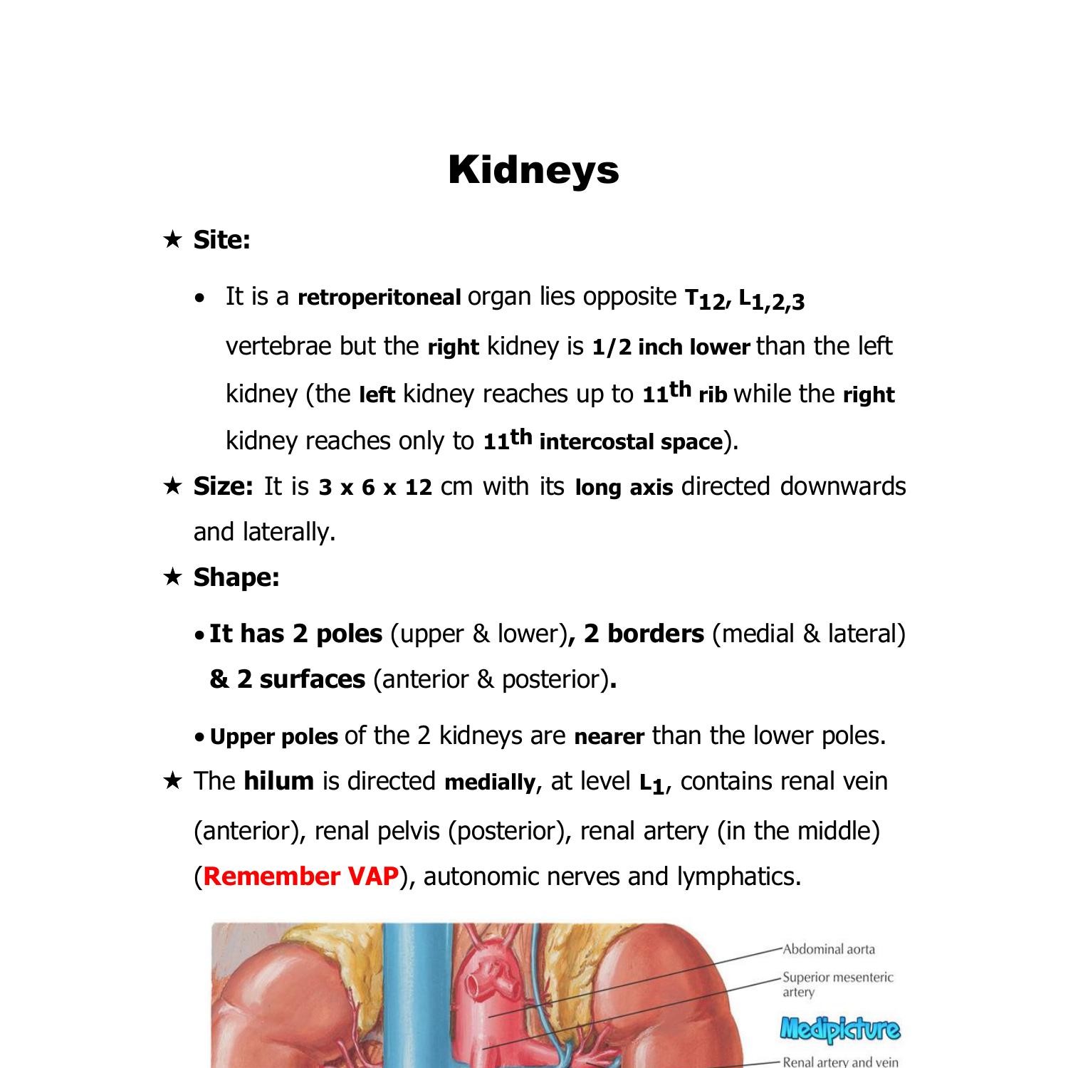 Anatomy Of Kidney 2023 Doc 