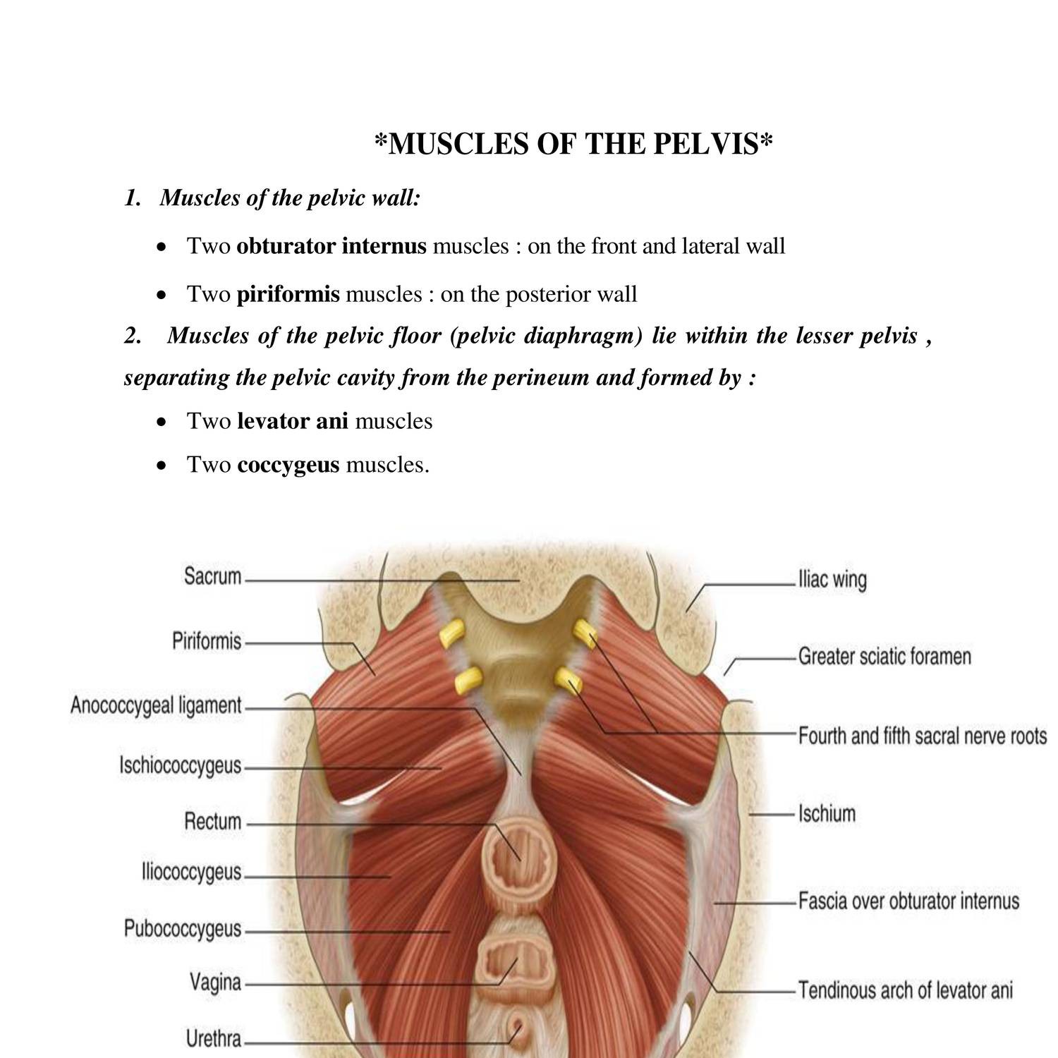 Pelvic Muscle Anatomy