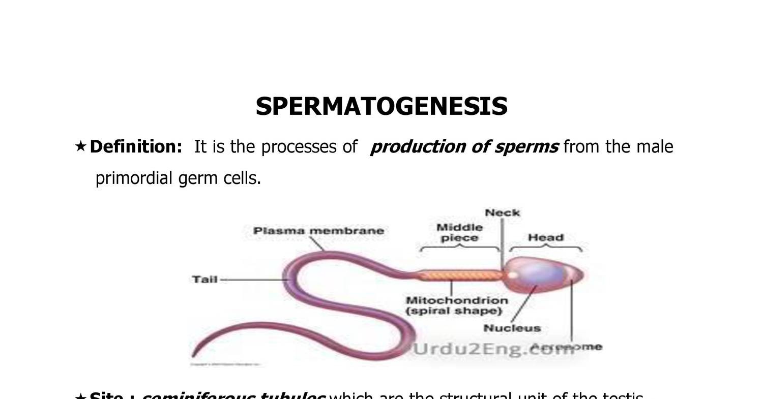 General embryo spermatogenesis.doc | DocDroid