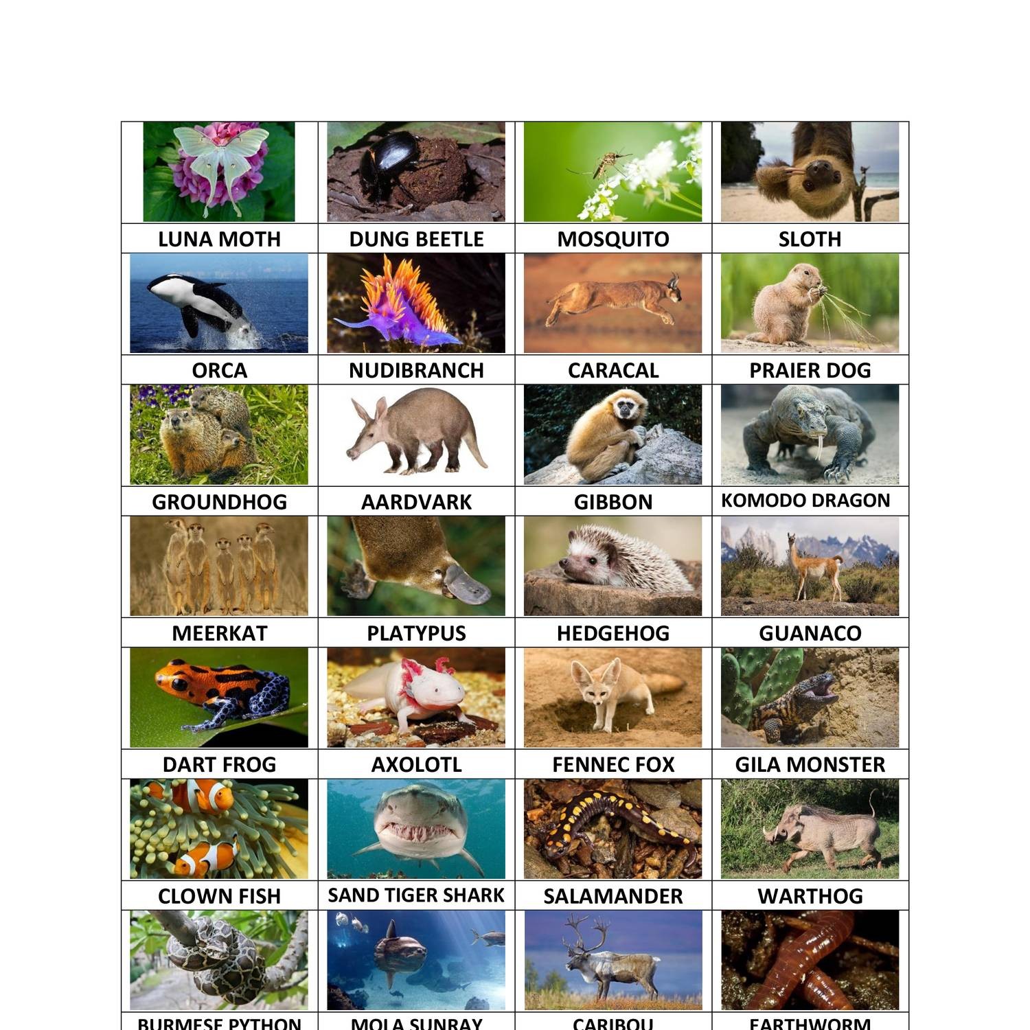 Animal List for Final Web & PowerPoint.pdf | DocDroid