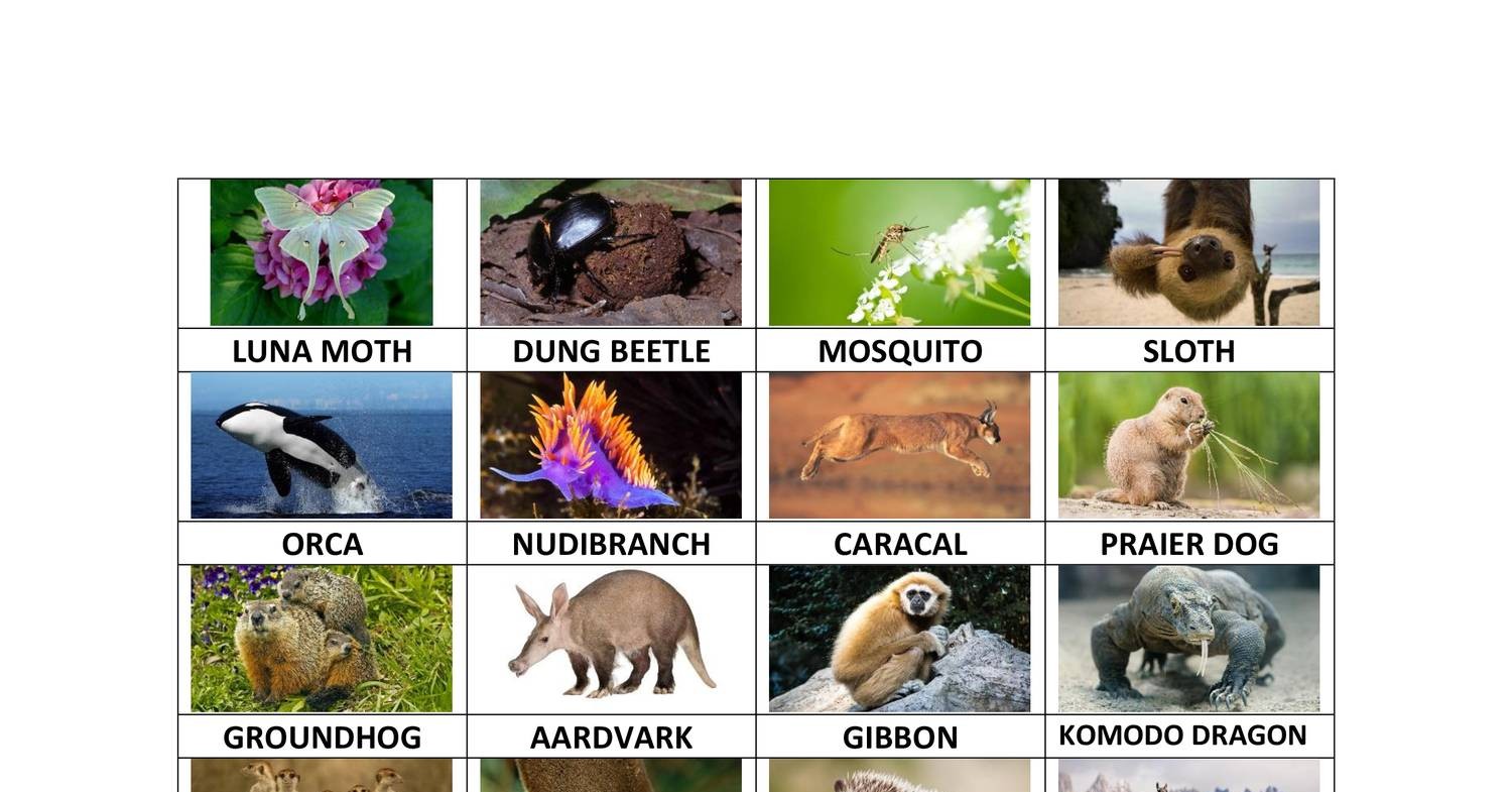 Animal List for Final Web & PowerPoint.pdf | DocDroid