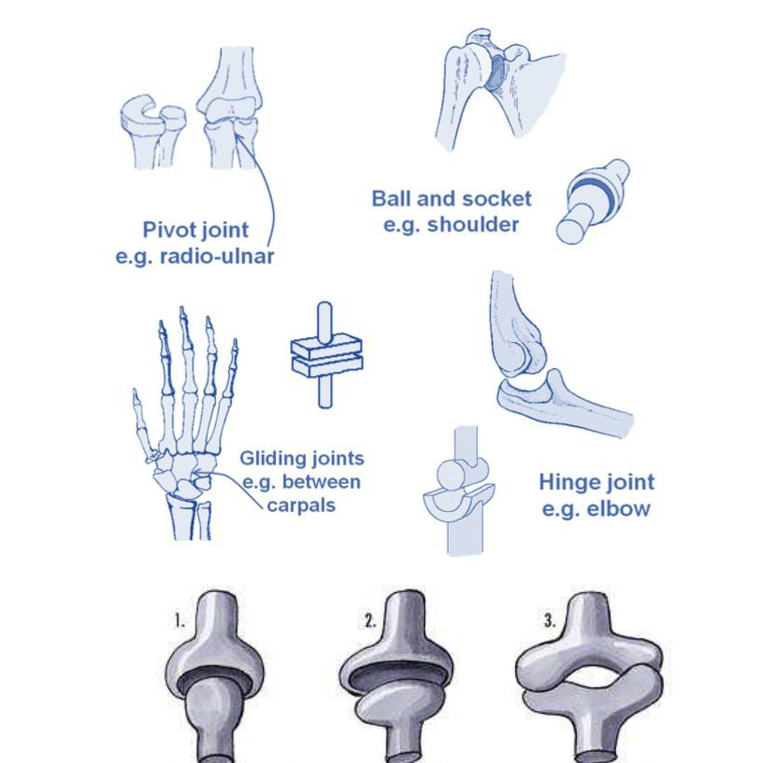 JOINTS OF THE UPPER LIMB 2018.doc | DocDroid