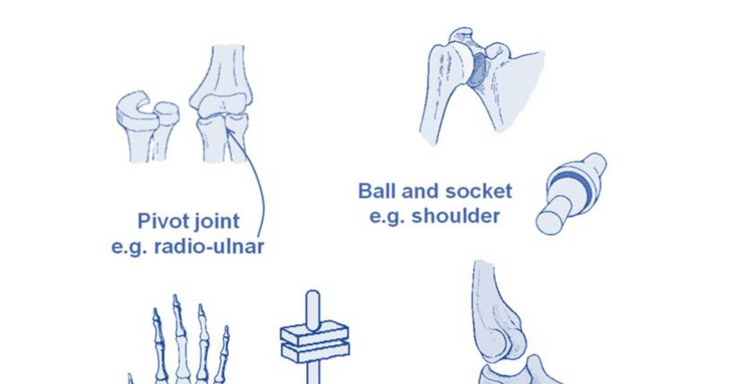 JOINTS OF THE UPPER LIMB 2018.doc | DocDroid