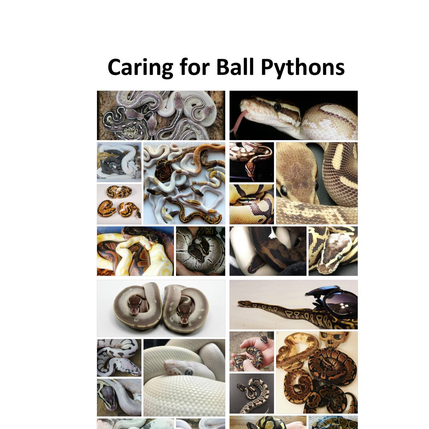 Ball-Python-Care-Guide.pdf | DocDroid