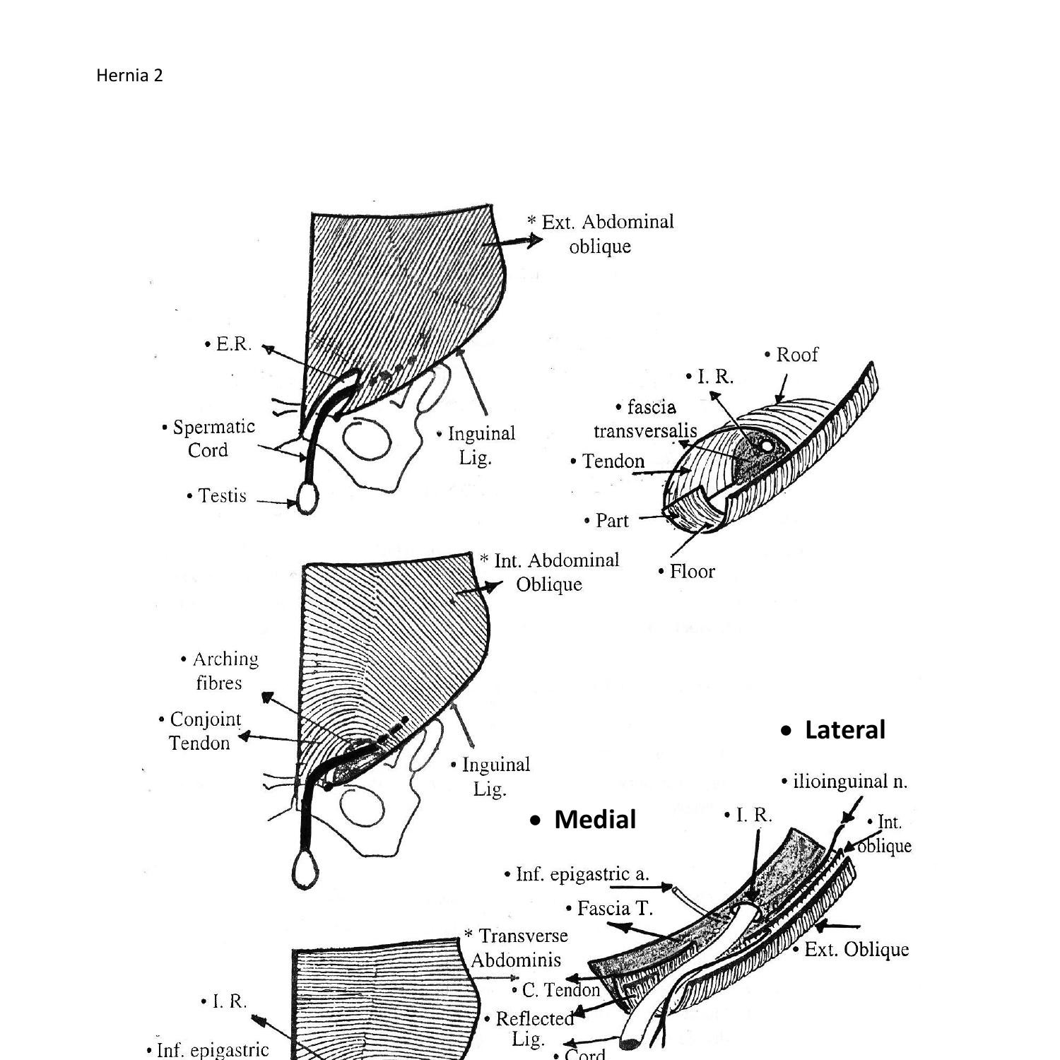 hernia-part-2-doc-docdroid