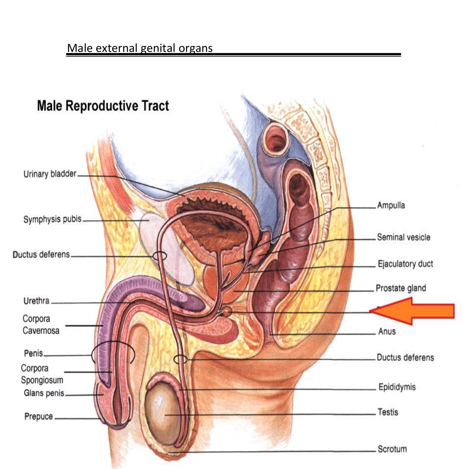 anatomy male sex organs.doc | DocDroid