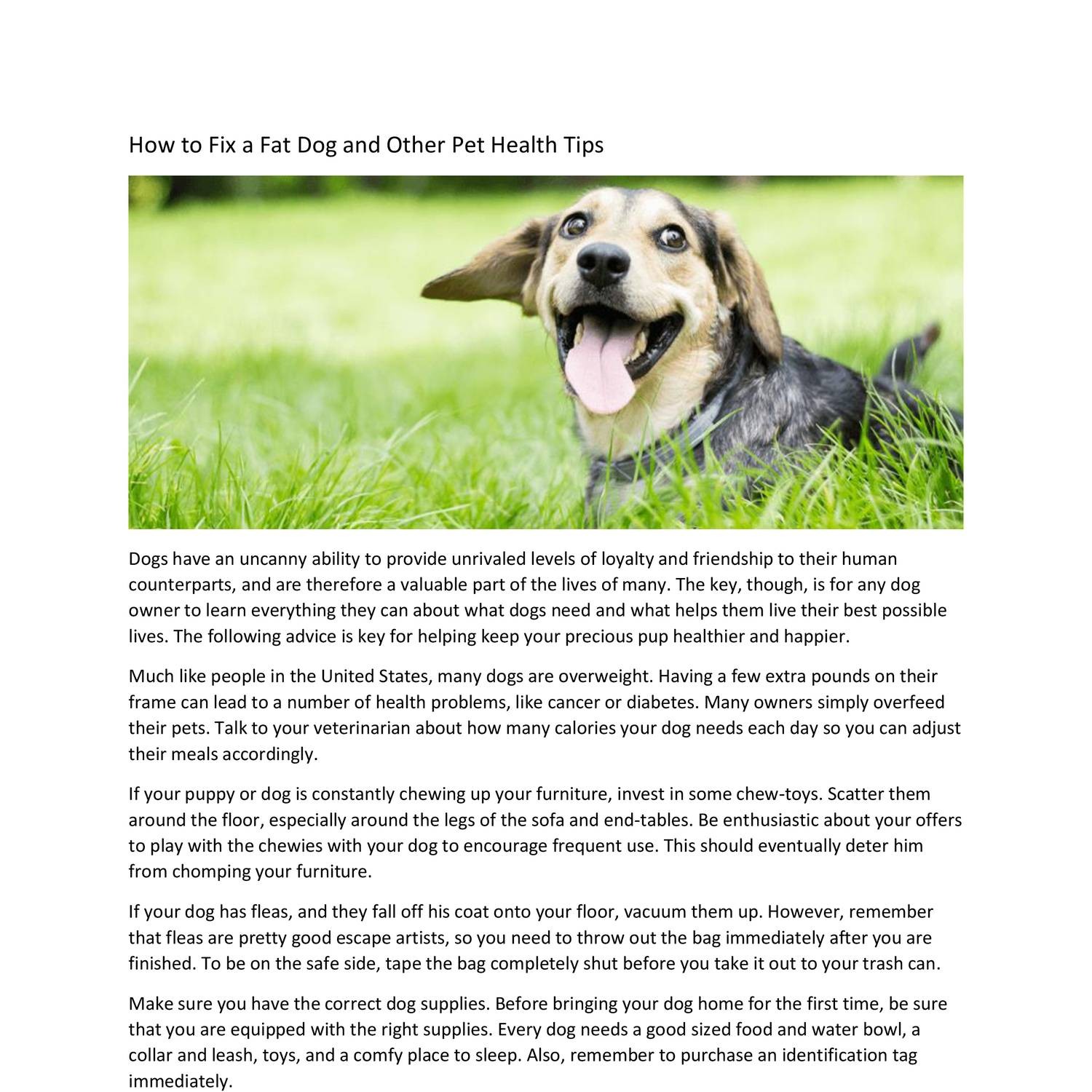 How to Fix a Fat Dog and Other Pet Health Tips.pdf DocDroid