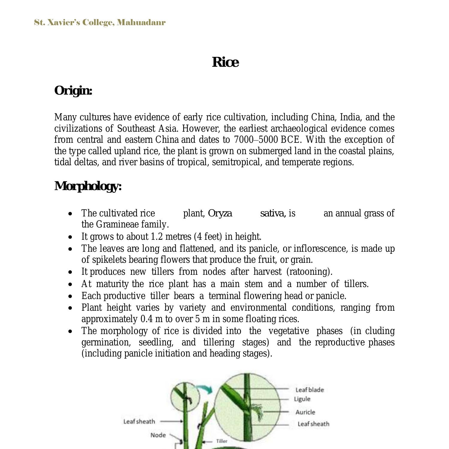 research paper about rice