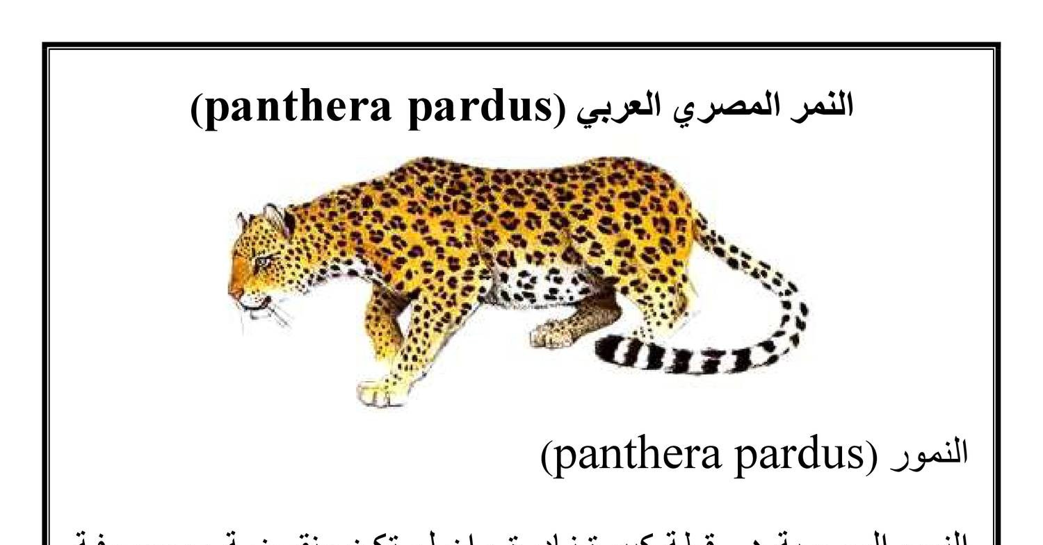 النمر المصري العربي (panthera Pardus).pdf | DocDroid