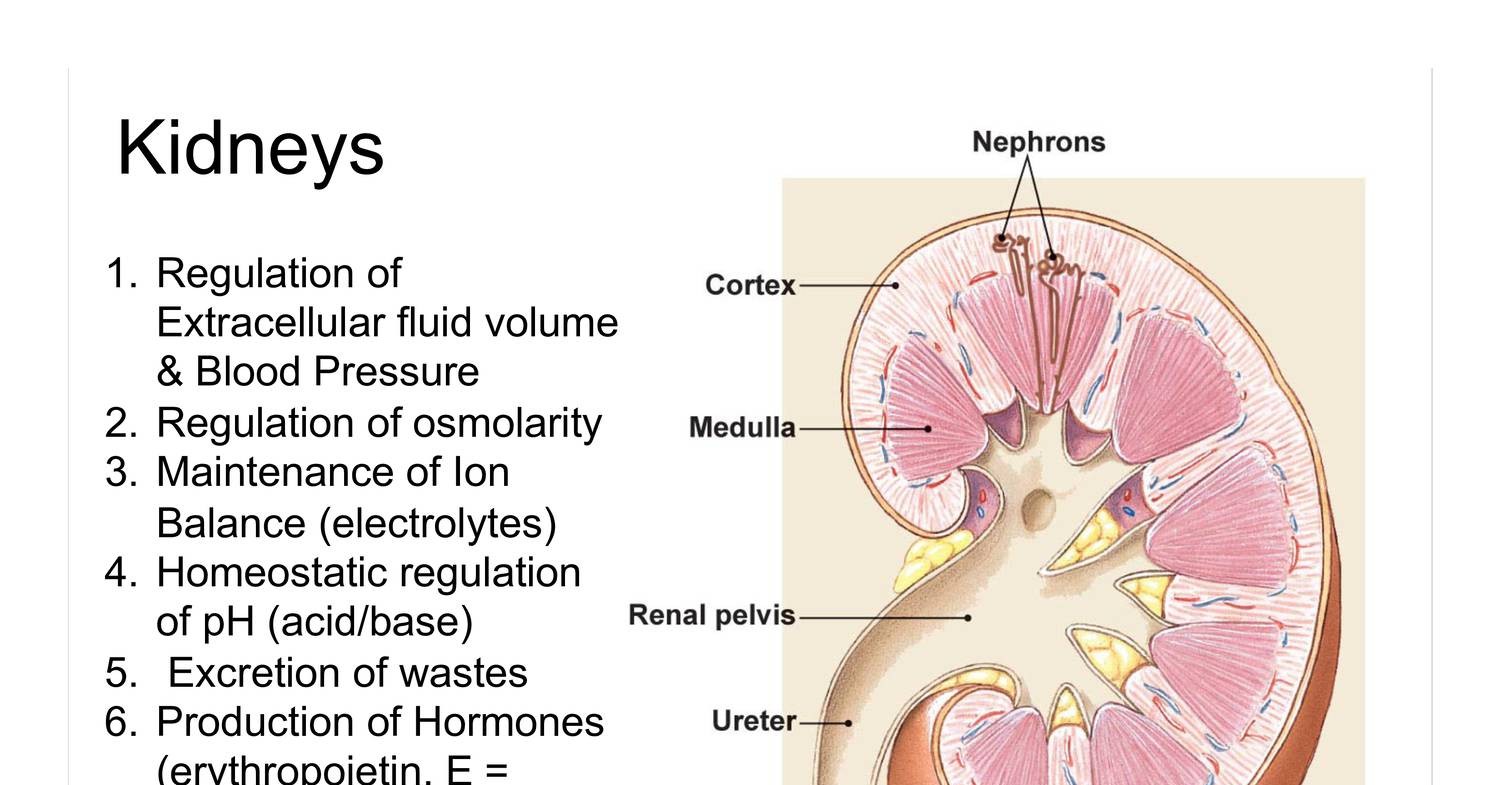 4BBY1060 - L19: Kidney Function III: Control of Blood Volume Flashcards