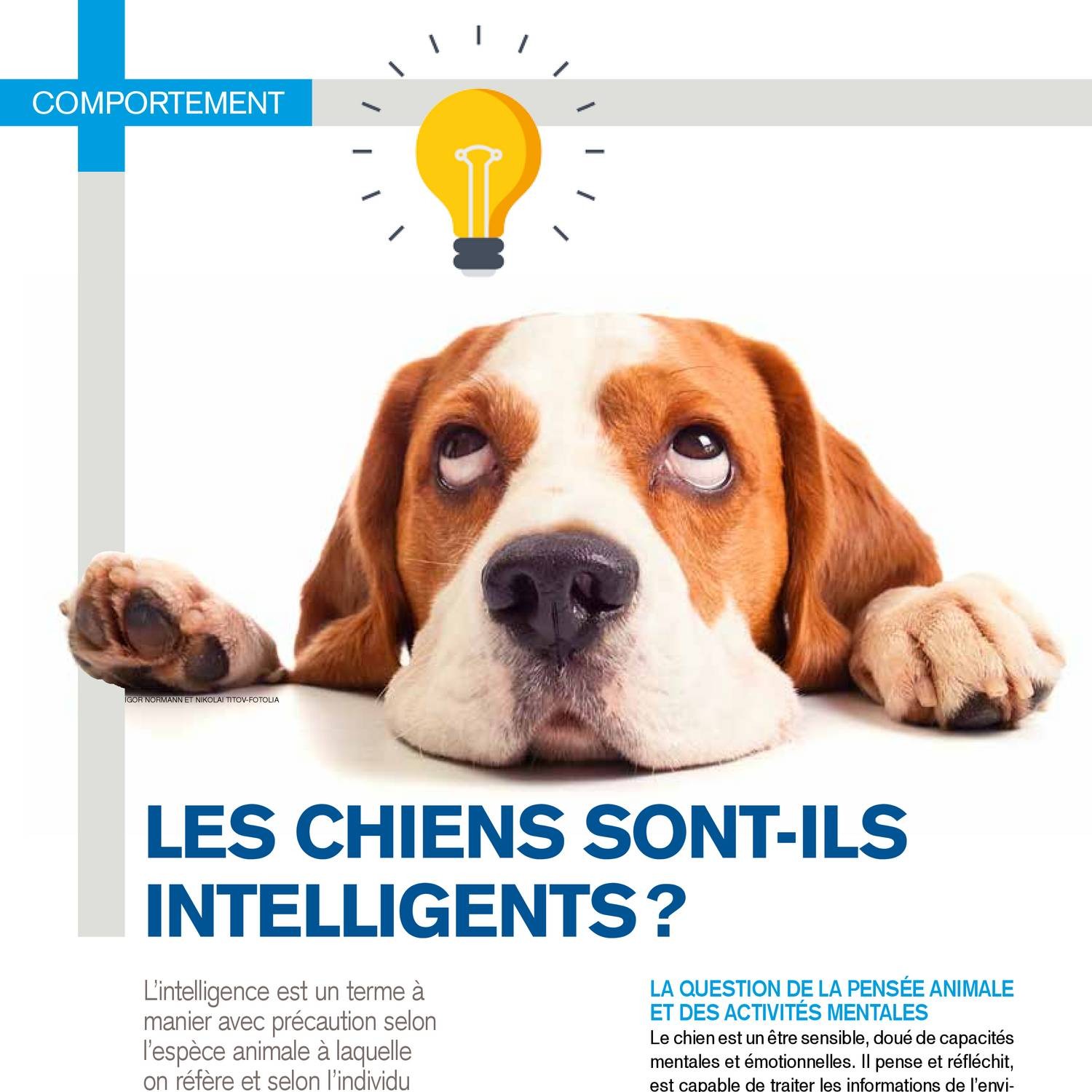 41chien Intelligentpdf Docdroid