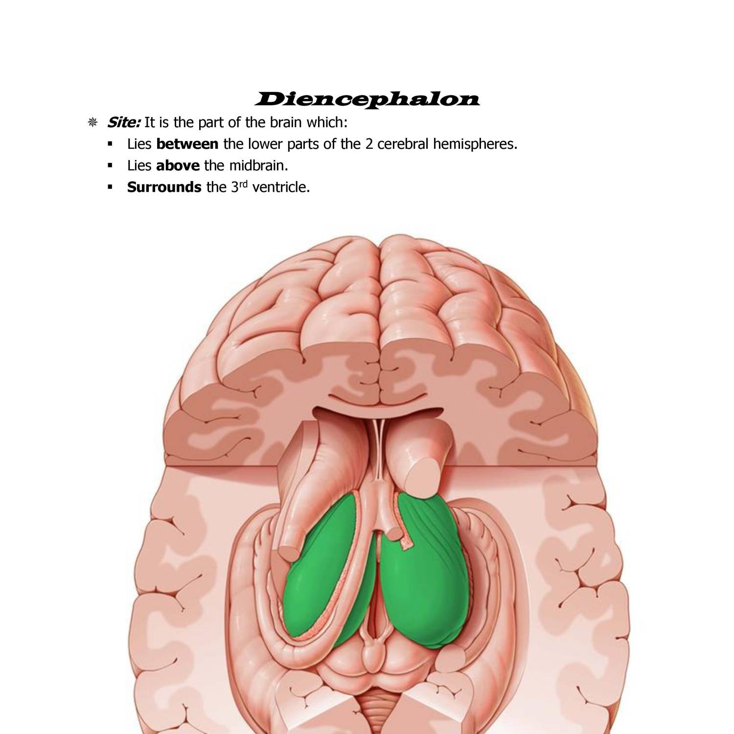 anatomy-diencephalon-docx-docdroid