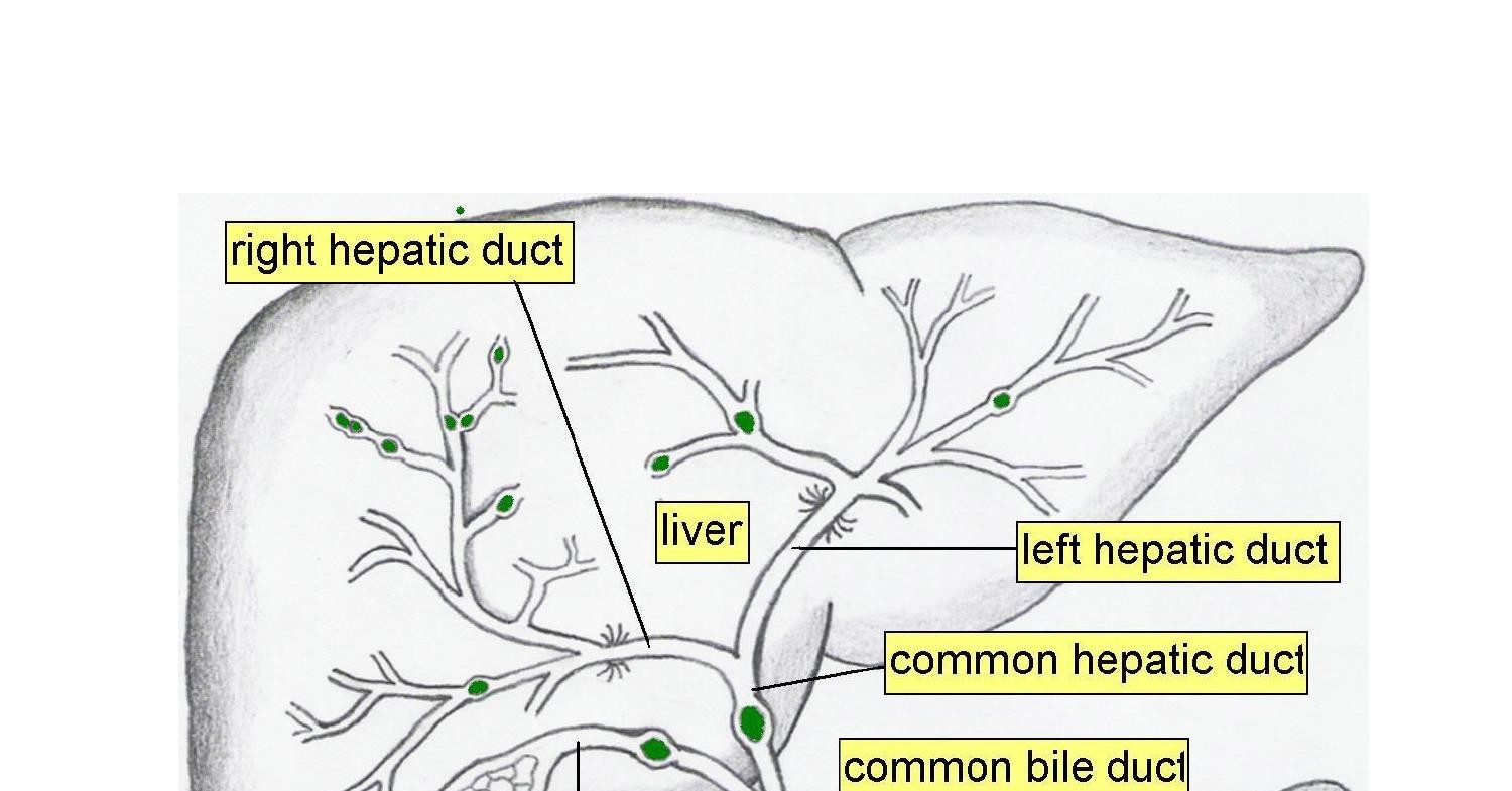 anatomy of biliary passage 2016.doc | DocDroid