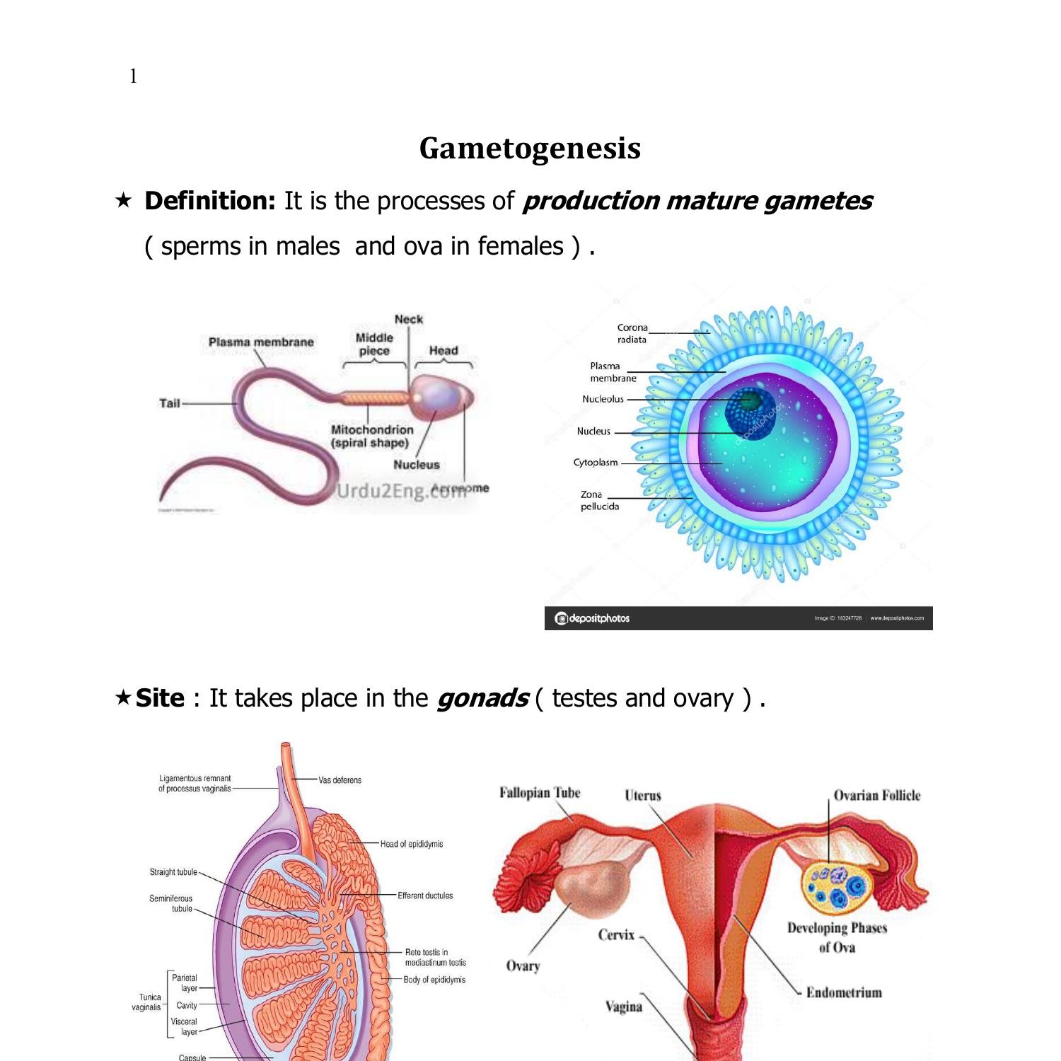 general-embryology-2022-doc-docdroid