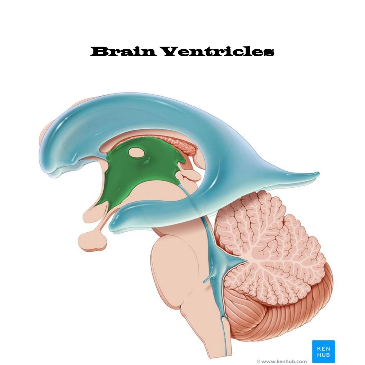 Anatomy Brain Ventriclesdoc Docdroid 3342