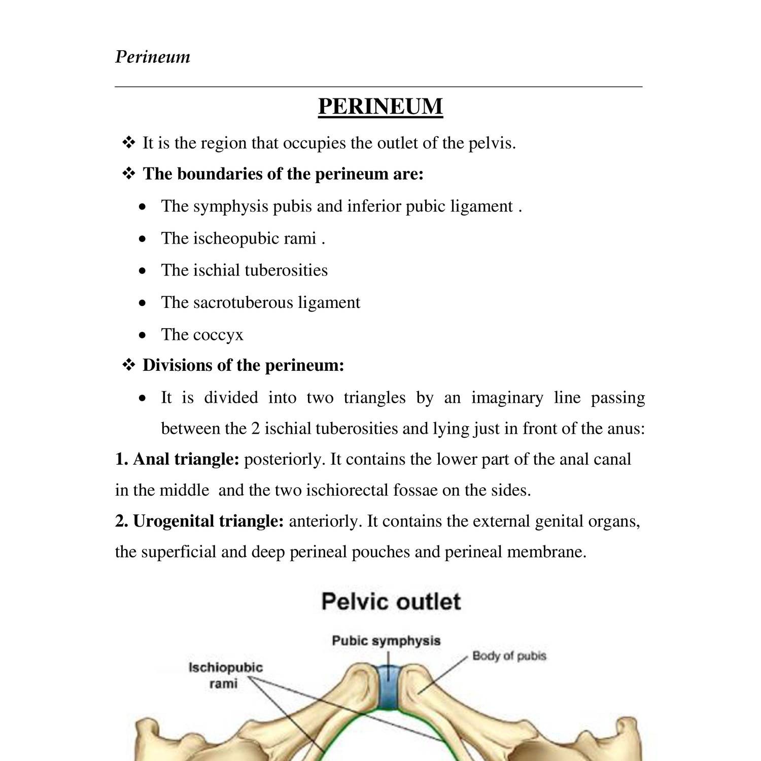 Anatomy PERINEUM.doc | DocDroid