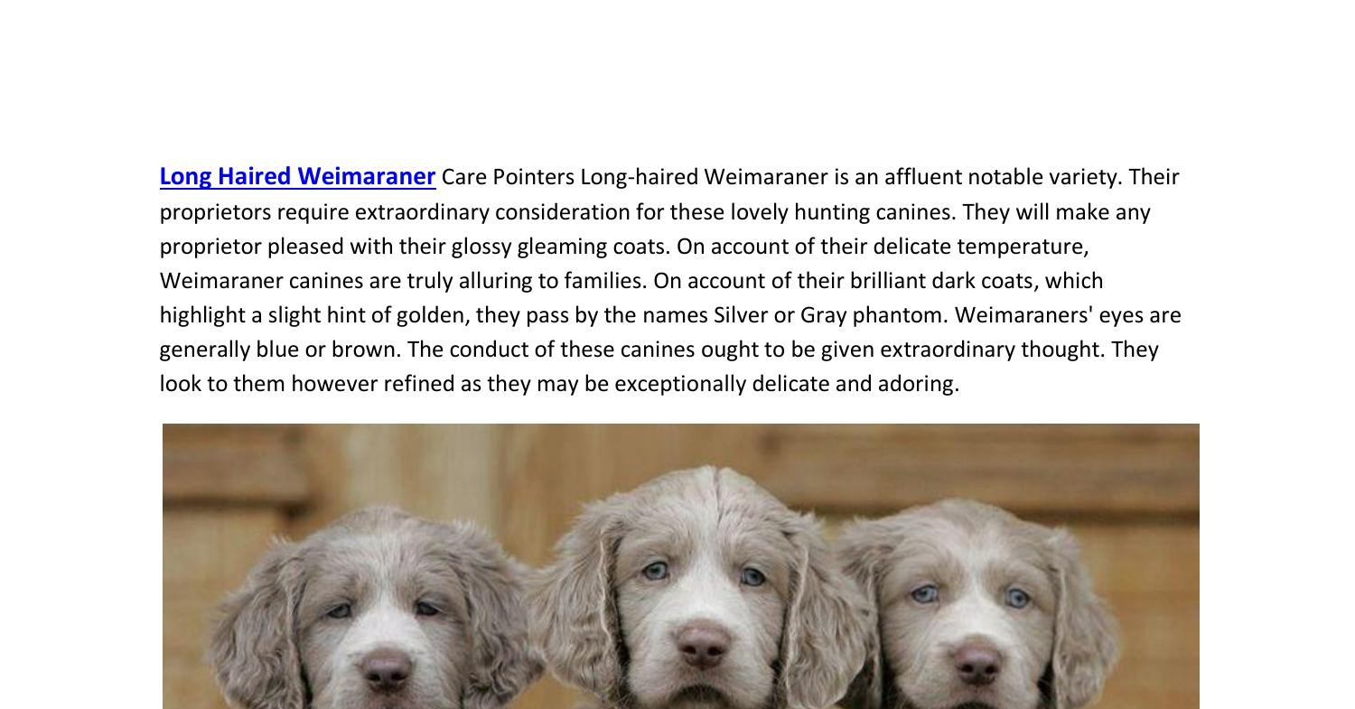 Long Haired Weimaraner Puppy Ideas.pdf | DocDroid